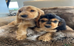 Cocker Spaniel dogs for sale: Reduced last 2 ‼️ £950 Kc reg show cocker puppies  - Image 18