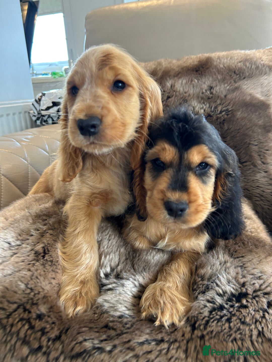 Cocker Spaniel dogs for sale: Reduced last 2 ‼️ £950 Kc reg show cocker puppies  - Image 18