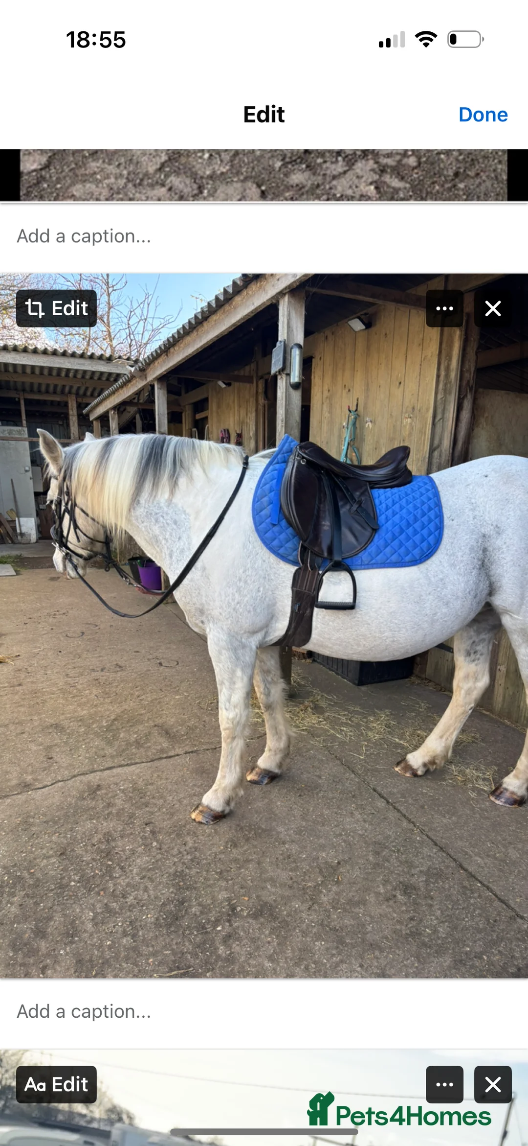 Other Breed horses for sale: Cob cross Arab  - Advert 6