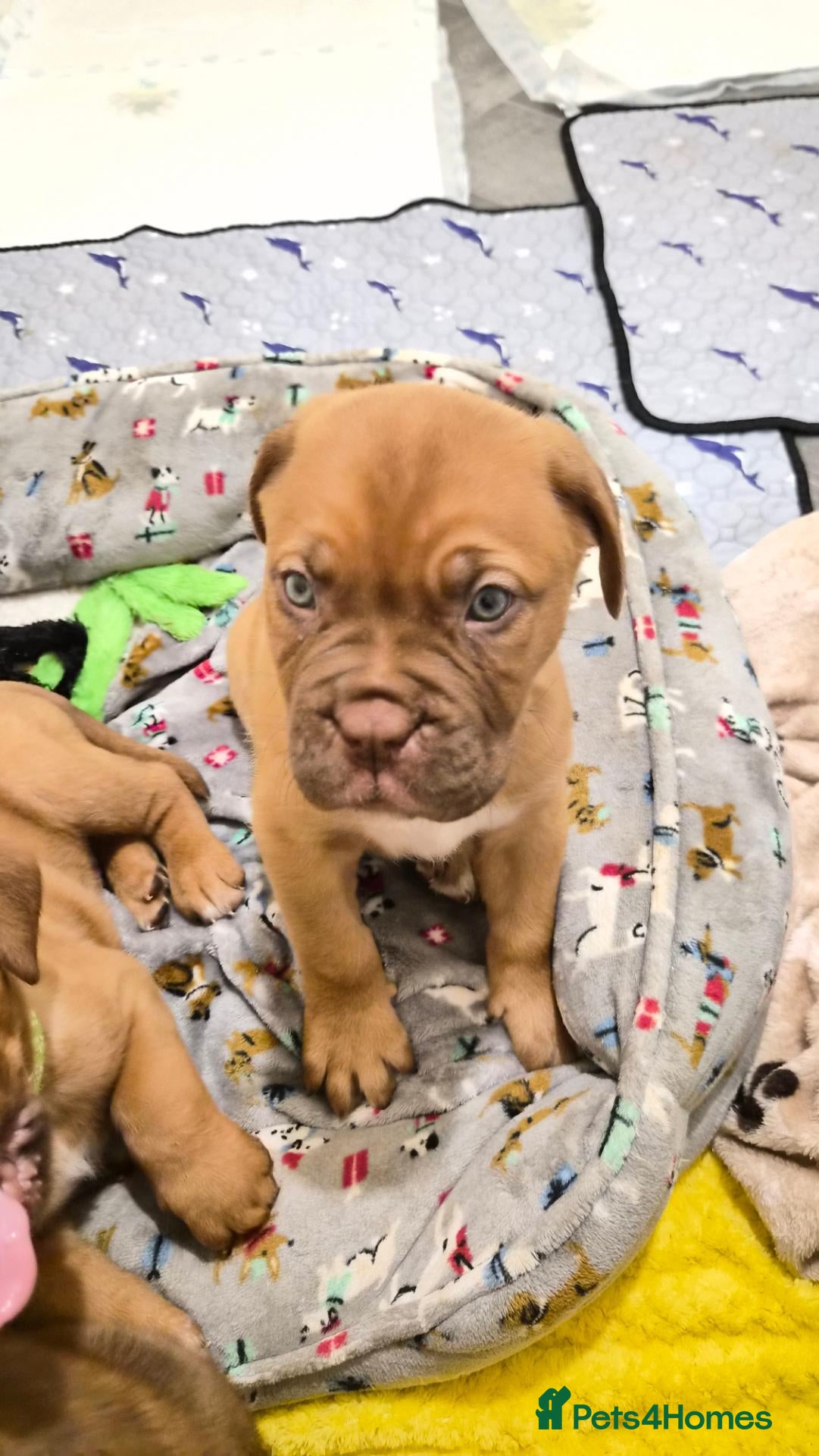 Dogue De Bordeaux dogs for sale: DOGUE DE BORDEAUX PUPPIES - Advert 7