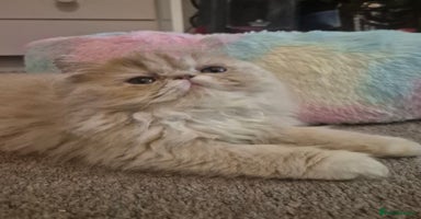 Persian cats - Advert 2