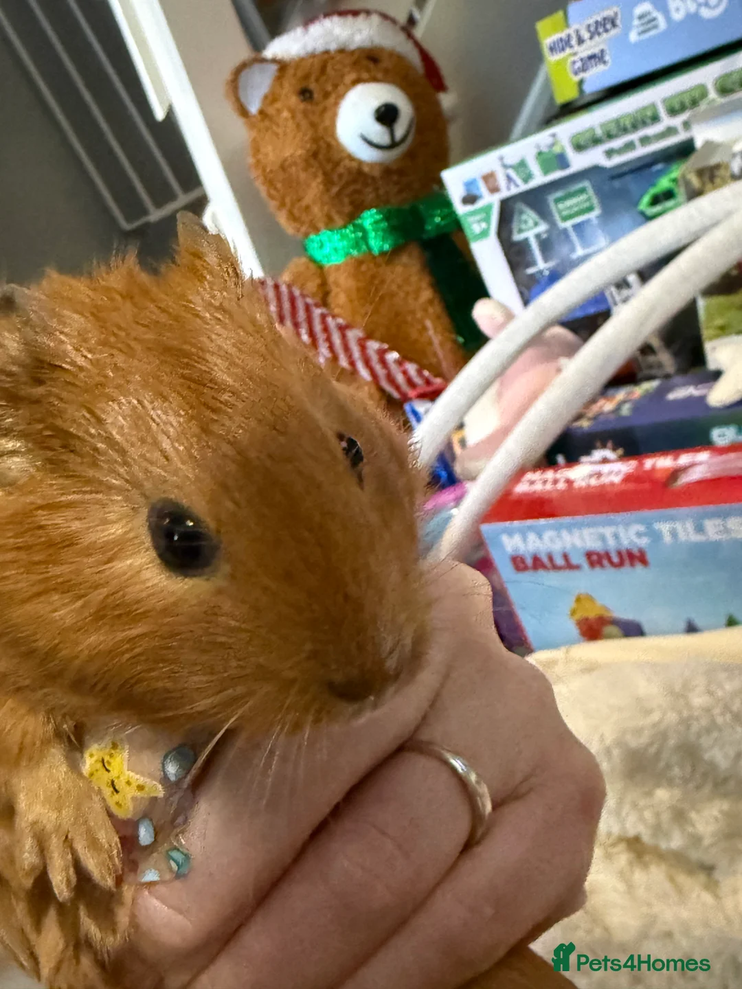 Guinea Pig rodents for sale: Baby Guinea pigs  - Advert 8