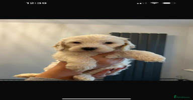 Cockapoo dogs - Advert 9