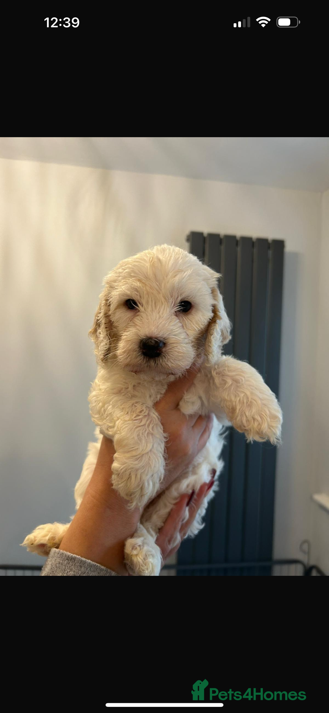 Cockapoo dogs for sale: Beautiful Cockapoos  - Image 2
