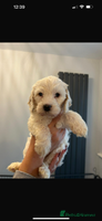 Cockapoo dogs - Advert 10