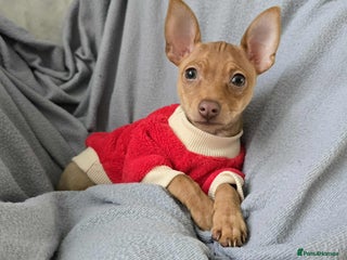 Russian Toy Terrier dogs - Advert 36