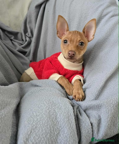 Russian Toy Terrier dogs - Advert 2