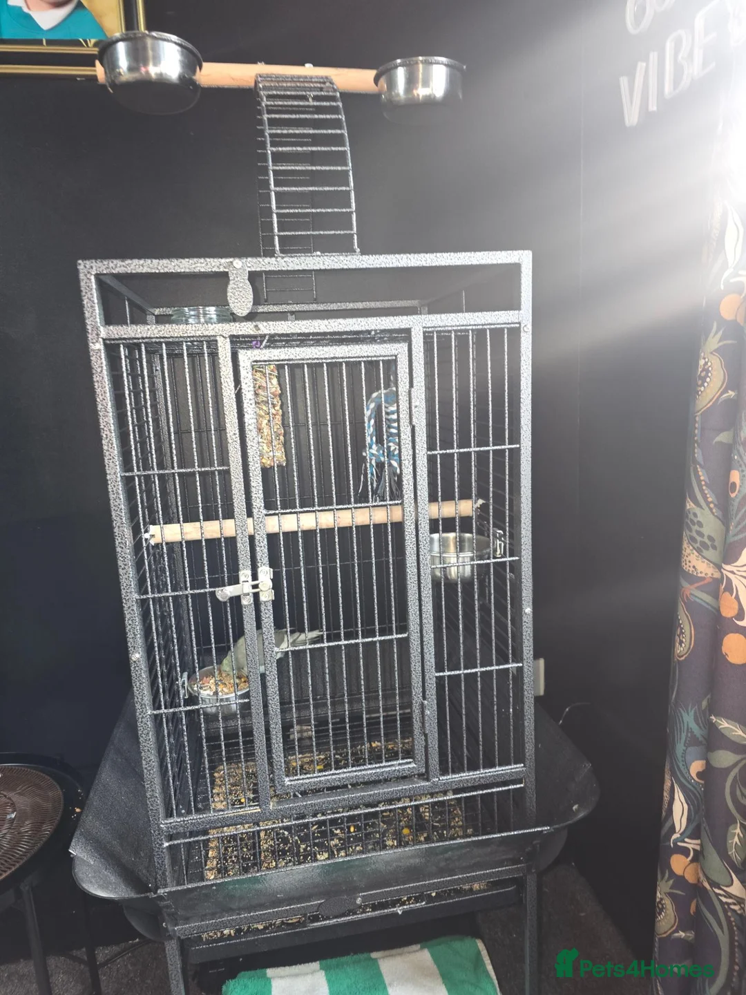 Parakeets birds for sale: 5 month old hand reared blue kakariki for sale  in Middlesbrough - Advert 7