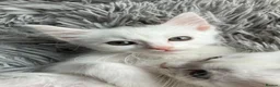 Mixed Breed cats for sale: A nice bunch of babies - Advert 2