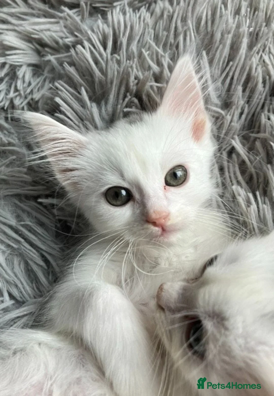 Mixed Breed cats for sale: A nice bunch of babies - Advert 2