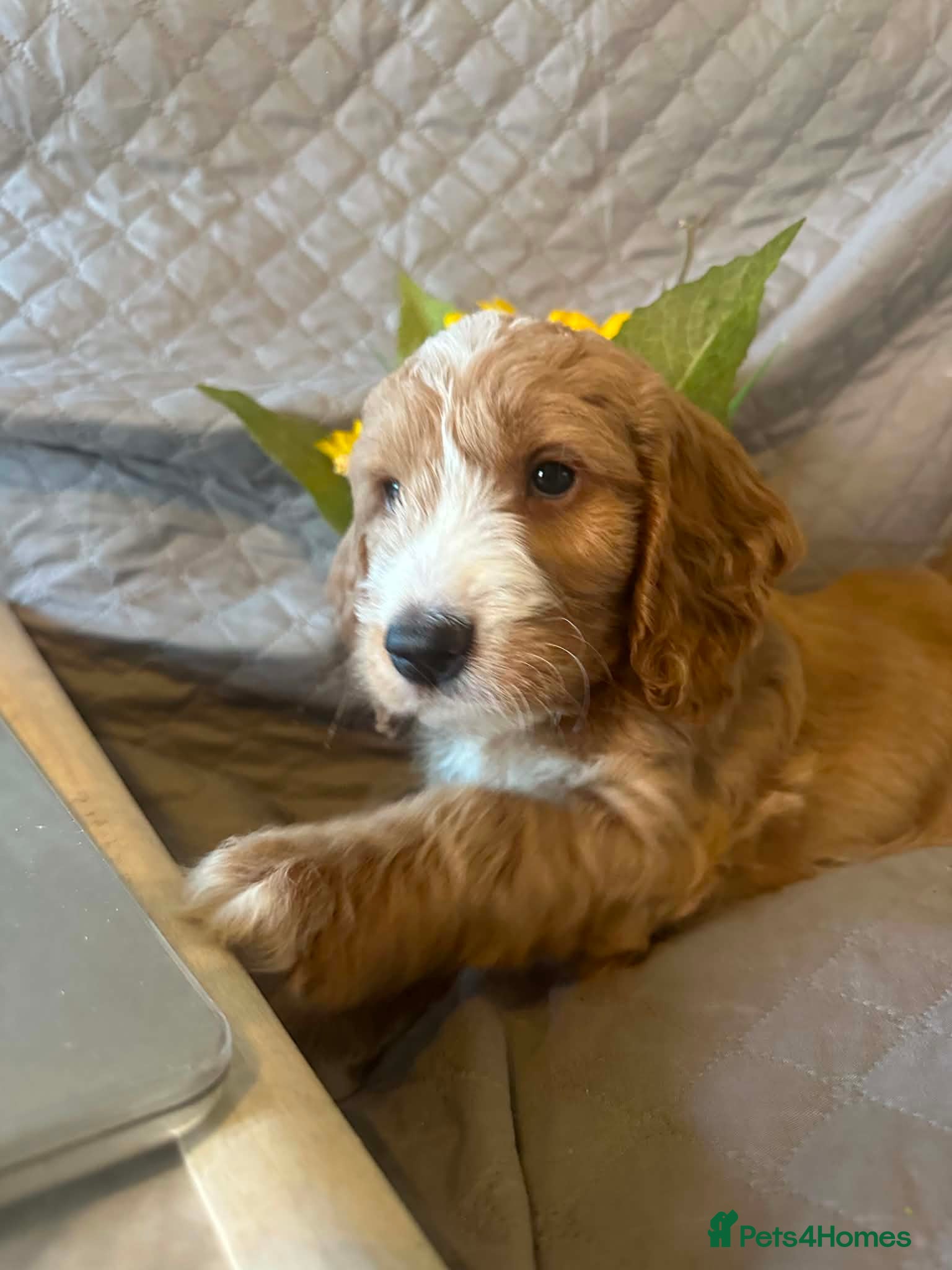 Australian Labradoodle dogs Australian Labradoodle-Medium-sized  - Advert 2