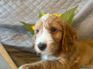 Australian Labradoodle dogs Australian Labradoodle-Medium-sized - Advert 2