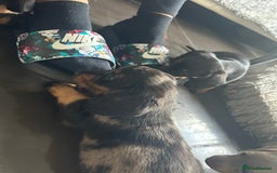 Miniature Dachshund dogs for sale:  Beautiful cute Miniatures dachshund  in Liverpool - Image 24