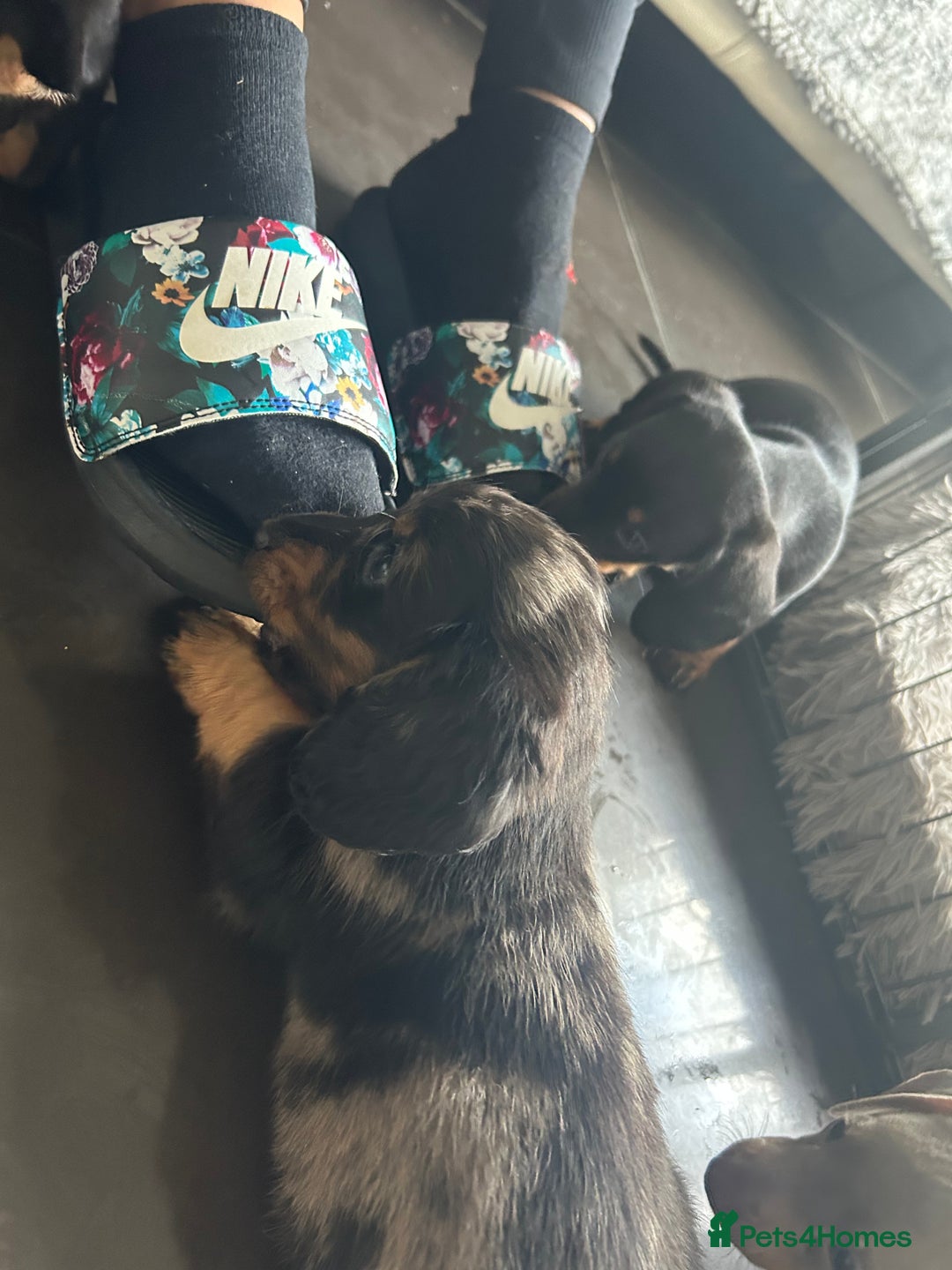 Miniature Dachshund dogs for sale:  Beautiful cute Miniatures dachshund  in Liverpool - Image 24