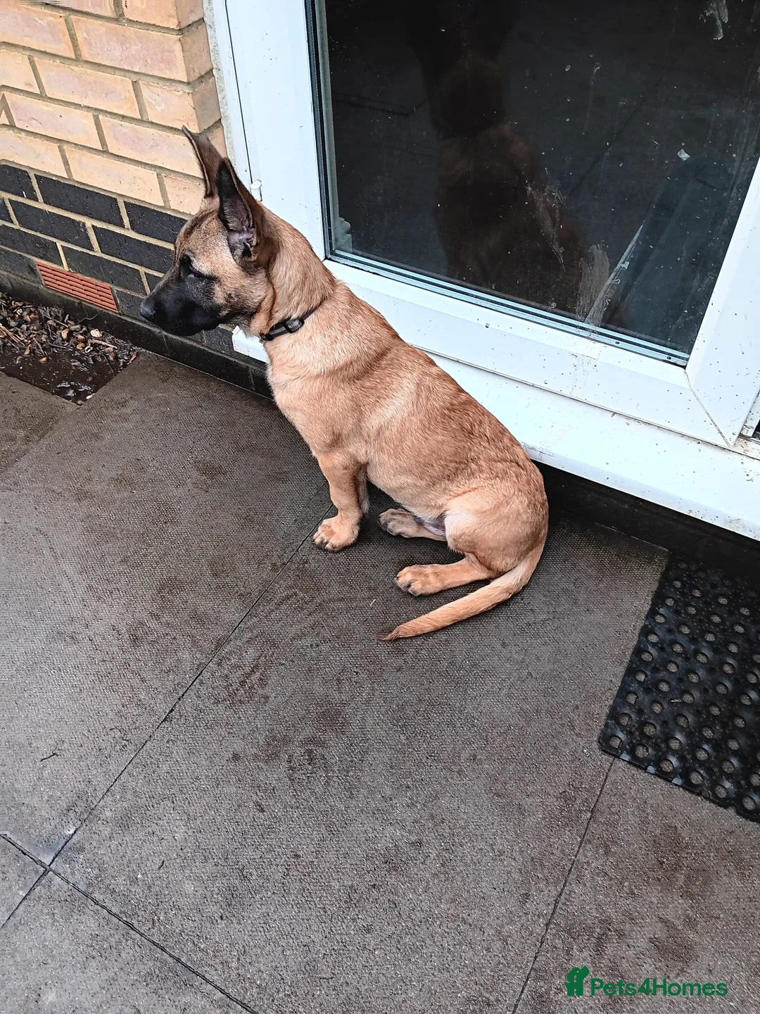 Belgian Shepherd Dog dogs for sale: Belgian Shepherd Puppies  - Advert 11