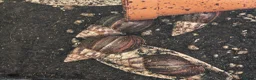 Tarantulas invertebrates for sale: tarantulas, Scorpions, Geckos,bugs and snails. - Advert 14