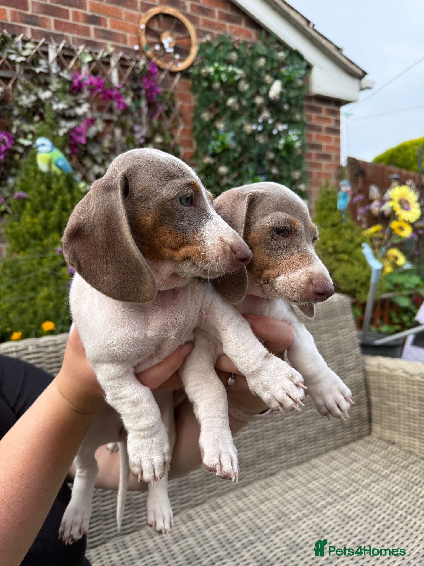 Dachshund dogs Beautiful Dachshund Puppies READY NOW  - Advert 12