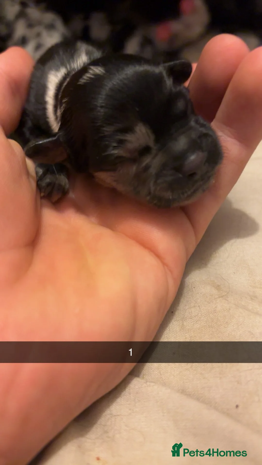 Mixed Breed dogs for sale: Teddy Terrier Bulldog in Southport - Advert 2