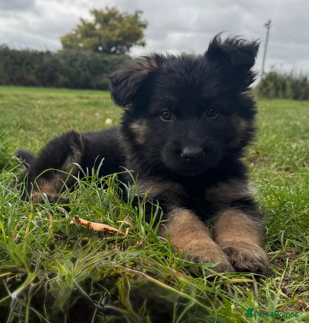 German Shepherd dogs for sale: GERMAN SHEPHERD LONG COATED PUPPIES - Image 29