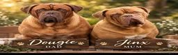 Dogue De Bordeaux dogs for sale: Stunning Dogue de Bordeaux puppies - Advert 1