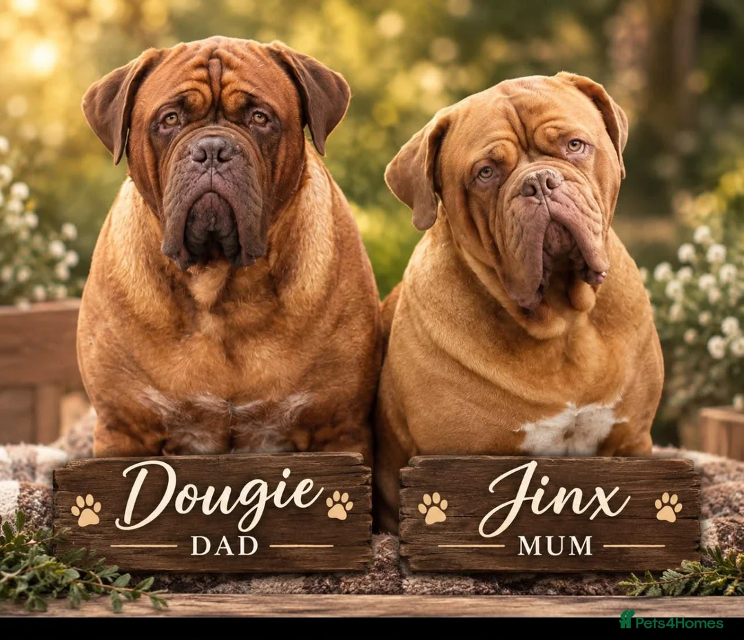 Dogue De Bordeaux dogs for sale: Stunning Dogue de Bordeaux puppies - Advert 1