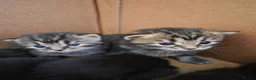 Perdoll cats for sale: Kittens  - Advert 2