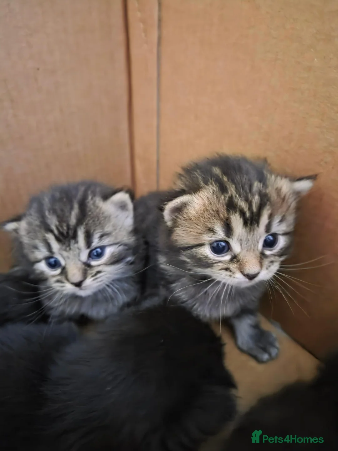 Perdoll cats for sale: Kittens  - Advert 2