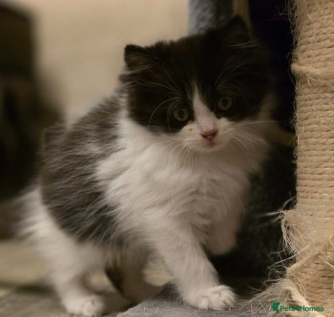 Persian cats for sale: Persian  - Image 15