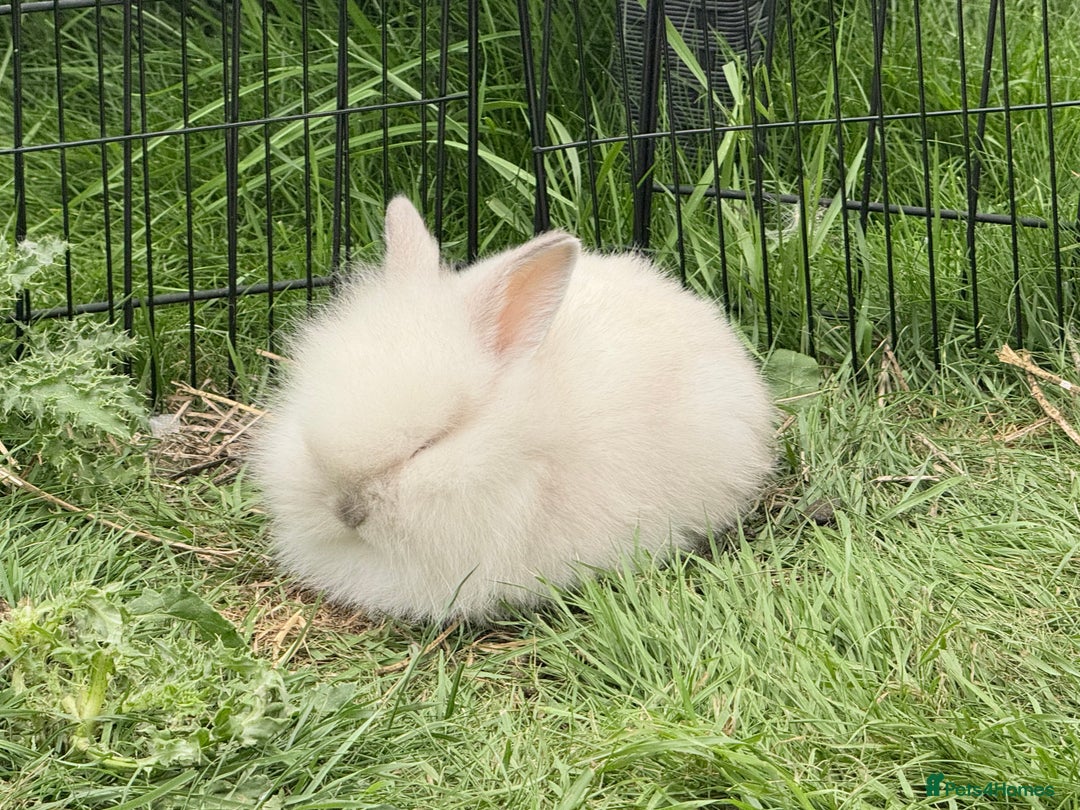 Lionhead rabbits for sale: Teddy Double & Single Lionhead Price starts at £35 - Image 12