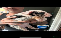 English Bulldog dogs for sale: English bulldog - Advert 7