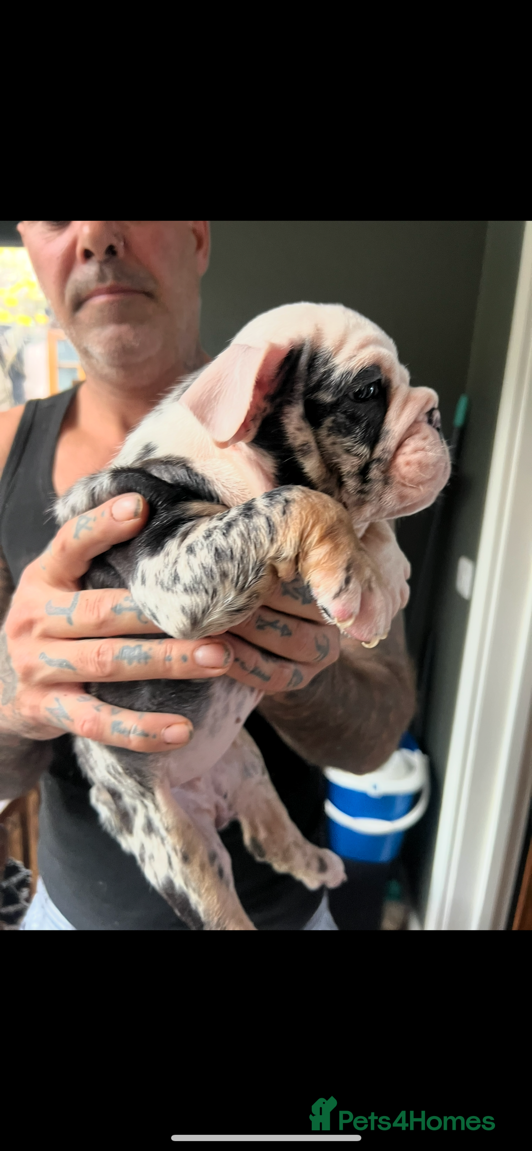 English Bulldog dogs for sale: English bulldog - Advert 7