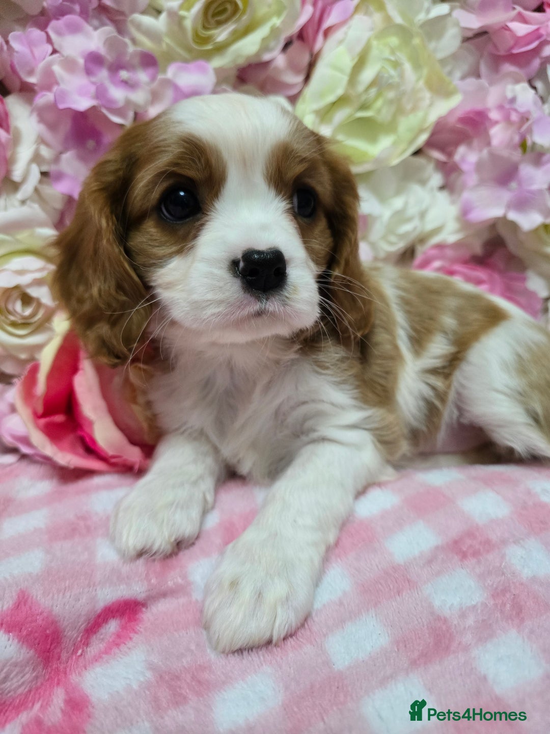 Cavalier King Charles Spaniel dogs for sale: KC registered from Health Tested parents  - Advert 1