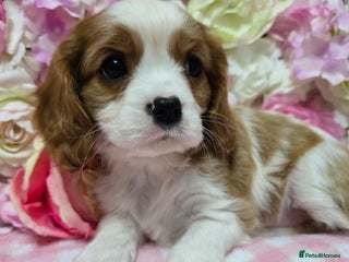 Cavalier King Charles Spaniel dogs KC registered from Health Tested parents - Advert 7