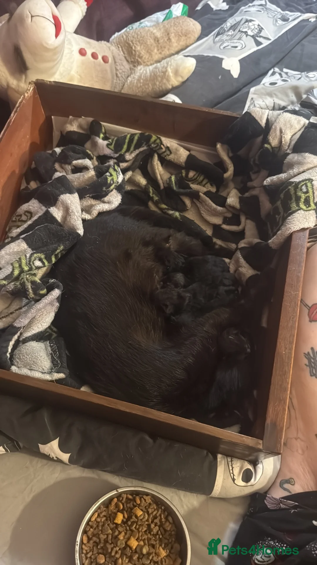 Mixed Breed cats for sale: Beautiful babies in Wellingborough - Advert 1