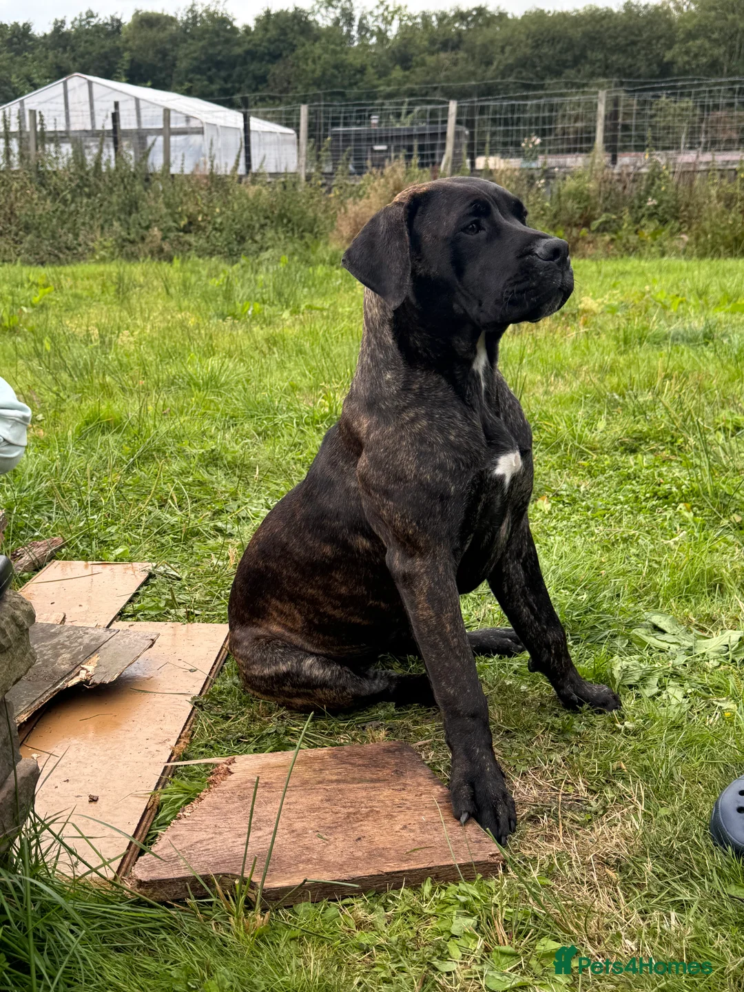 Presa Canario dogs for sale: Presa canario female  - Advert 9