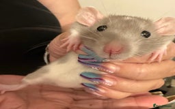 Rat rodents for sale: Beautiful Dumbo baby rats  - Image 20