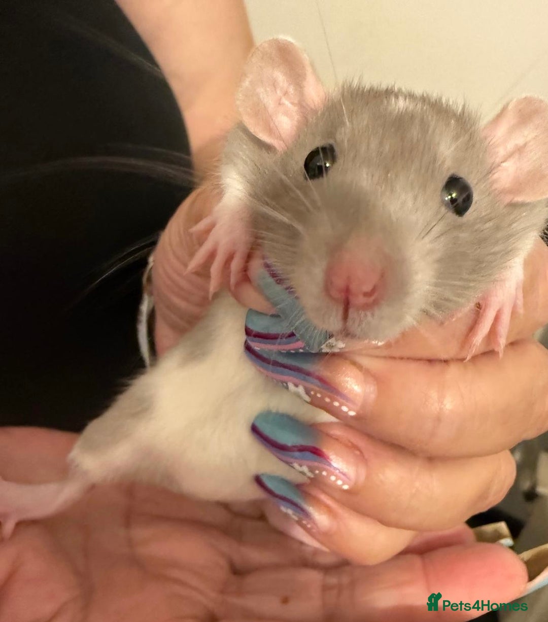 Rat rodents for sale: Beautiful Dumbo baby rats  - Image 20