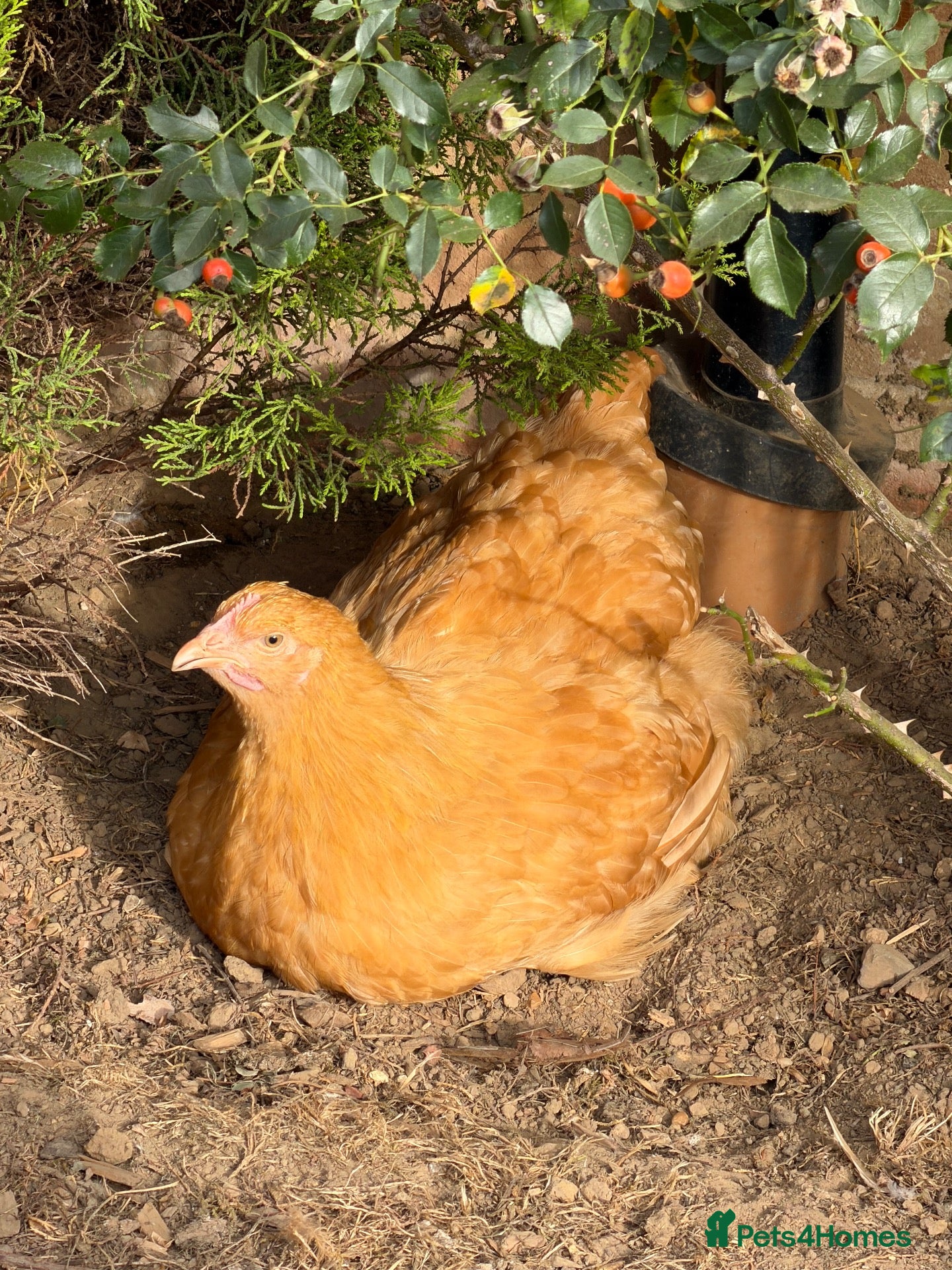 Chickens poultry Buff Orpingtons - Advert 5