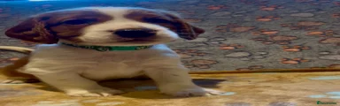 Welsh Springer Spaniel 1