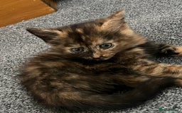 Mixed Breed cats for sale: Kittens - Image 6