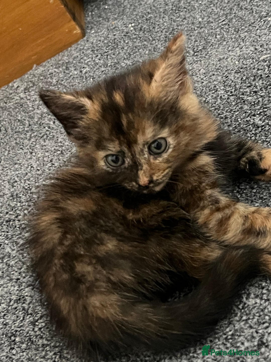 Mixed Breed cats for sale: Kittens - Image 6