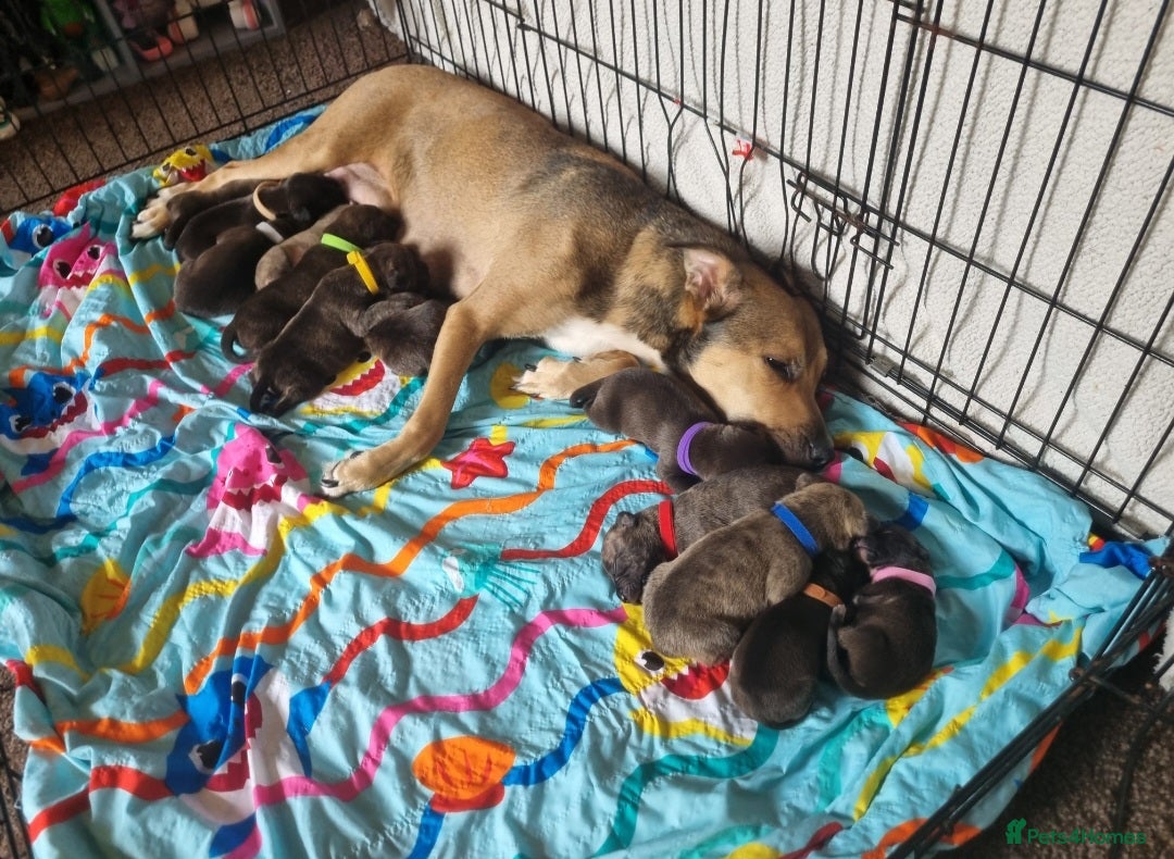 Mixed Breed dogs 1 boy left! Staff x Puppies  - Advert 13