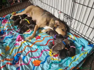 Mixed Breed dogs 1 boy left! Staff x Puppies - Advert 5