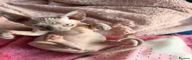 Sphynx 2