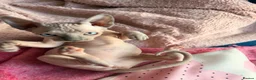 Sphynx cats for sale: Sphynx kittens  - Advert 5