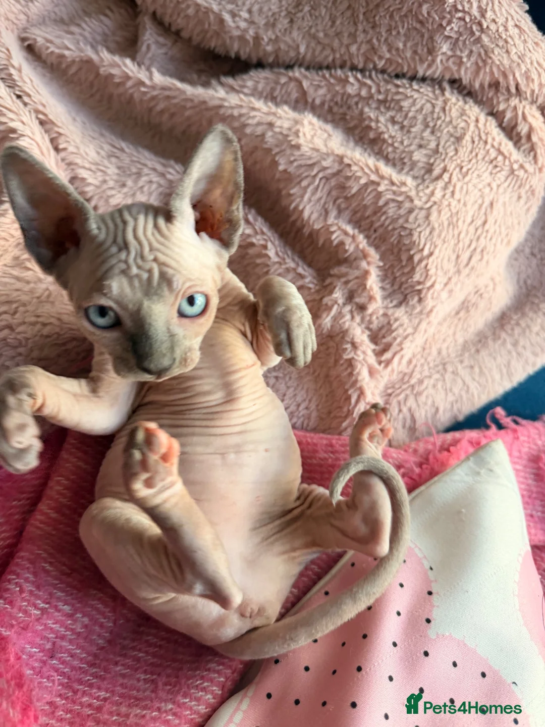 Sphynx cats for sale: Sphynx kittens  - Advert 5