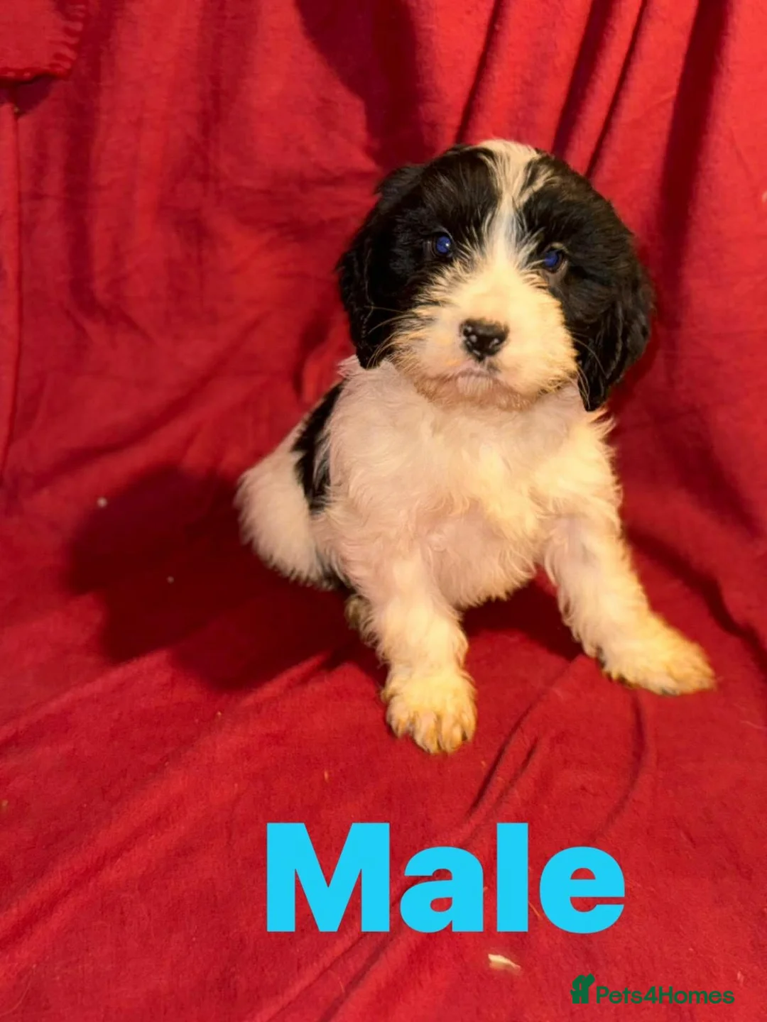 Mixed Breed dogs for sale: CAVA/COCKAPOO PUPPIES  - Advert 5
