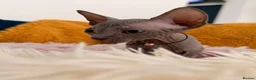 Sphynx cats for sale: 3 stunning kittens available! - Advert 26