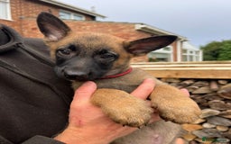 Mixed Breed dogs for sale: Czech shepherd x Belgium malinois - Image 17
