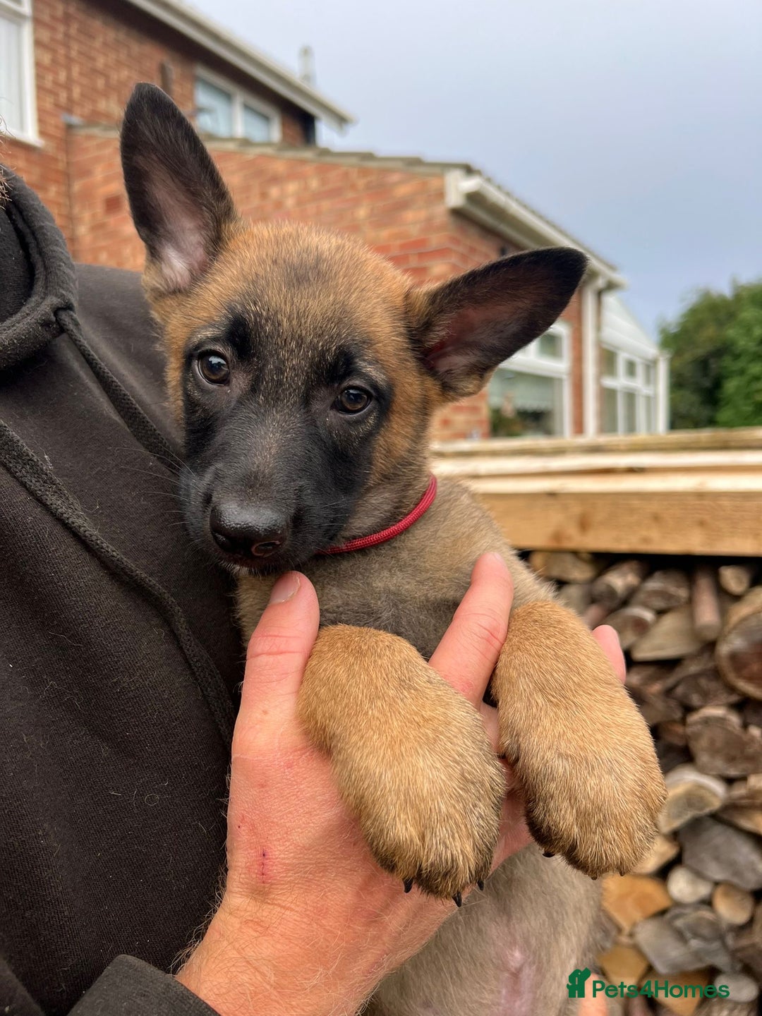 Mixed Breed dogs for sale: Czech shepherd x Belgium malinois - Image 17